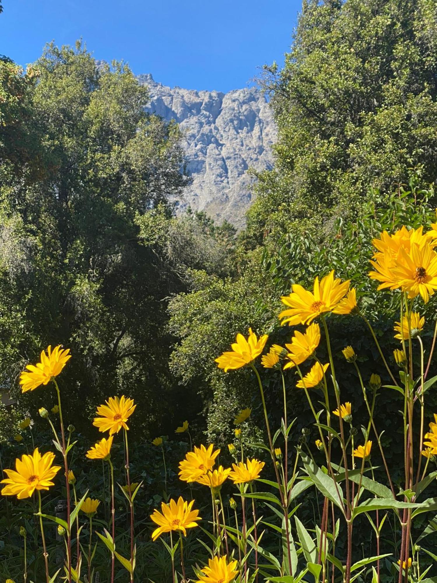 Altos Del Sur Cabanas De Montana เอลโบลซอน ภายนอก รูปภาพ